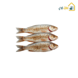 سمك بلطي