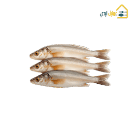 سمك بوري